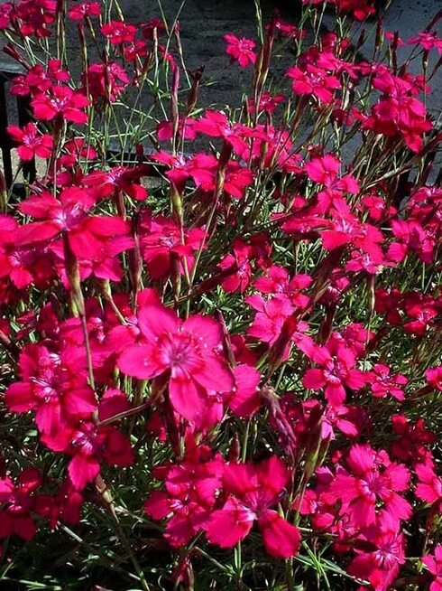 Гвоздика травянка уход. Гвоздика травянка. гвоздика травянка (dianthus deltoides). гвоздика травянка почвопокровная.