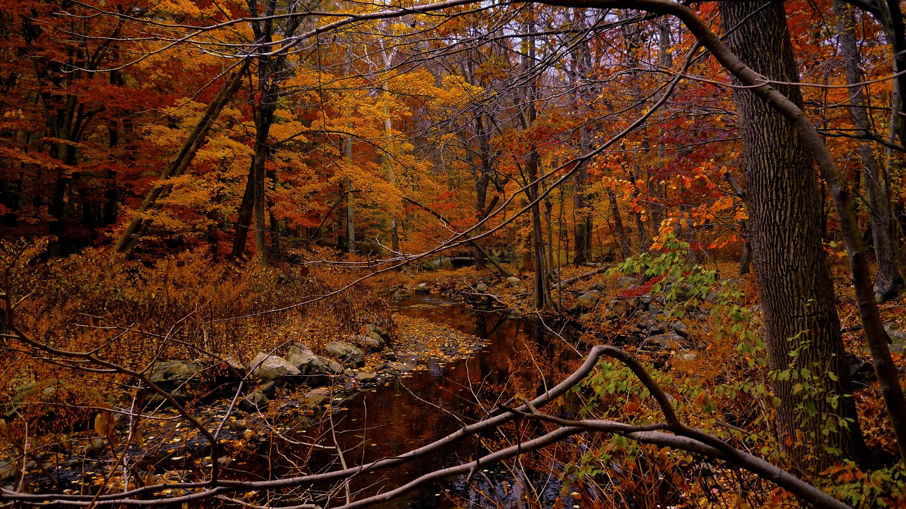 Осенние разбор. Военный осенний лес. Осенний лес Голицына. Кто живет в осеннем лесу.