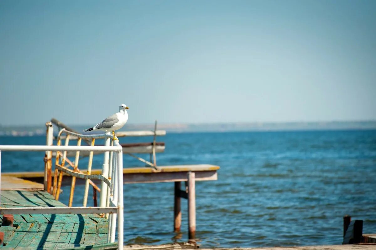 Чайки на берегу моря. Чайки на причале. Море солнце Чайки. Пристань Чайки.