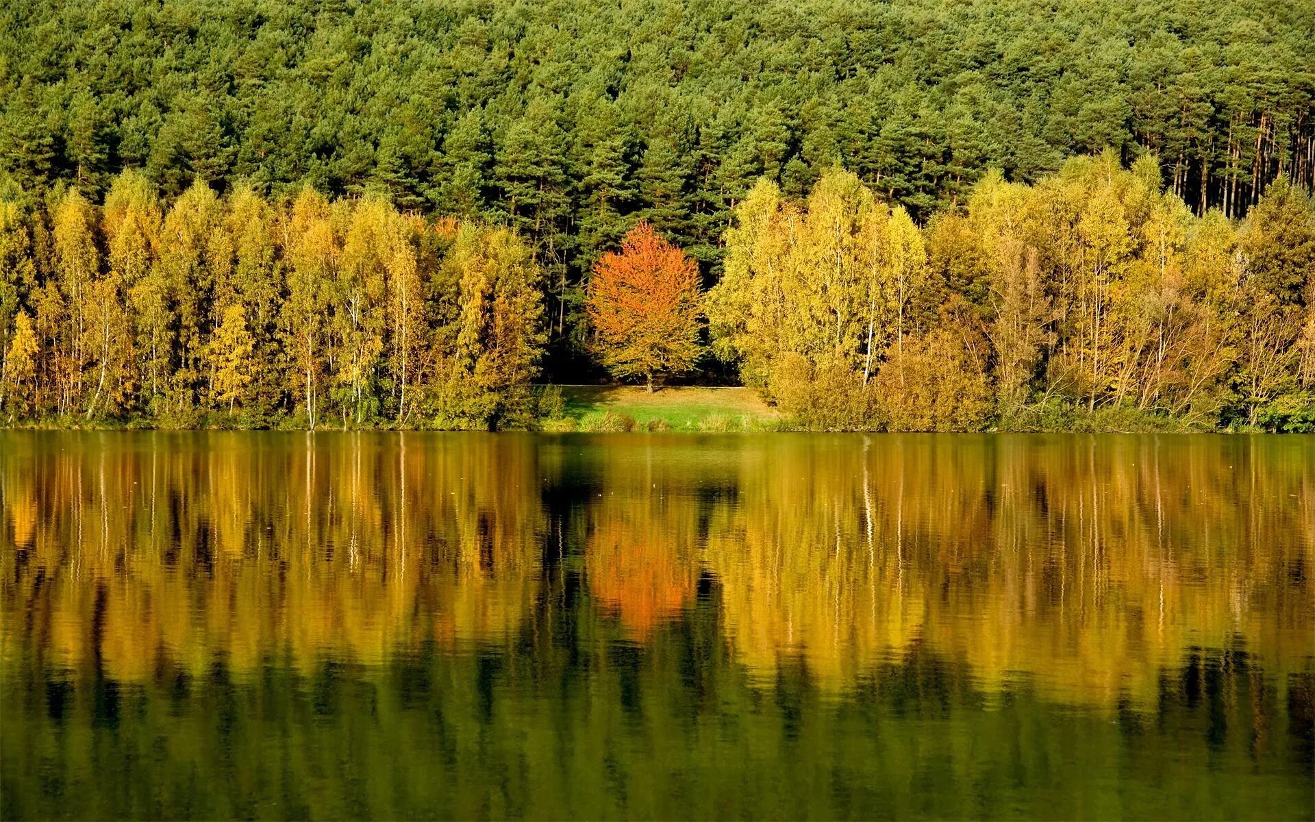 Дерево отражается в воде. Отражение природы в воде. Осень отражение в воде. Отражение осеннего леса в воде. Отражение в озере.