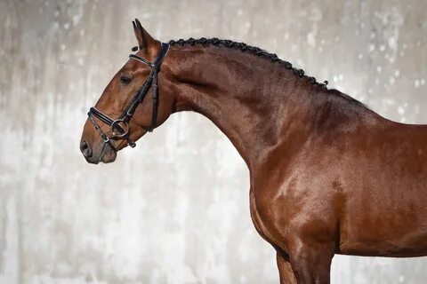 REF #843 Piro Free 3YO Lusitano - a delightful gem for an amateur rider Lusitano