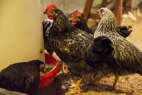 Куры котляревская отзывы
