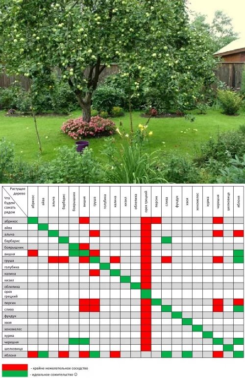 Сад хорошие соседи. Таблица соседства плодовых деревьев. Соседство плодовых деревьев и кустарников таблица. Совместимость плодовых деревьев и кустарников в саду таблица. Таблица посадки плодовых деревьев и кустарников.