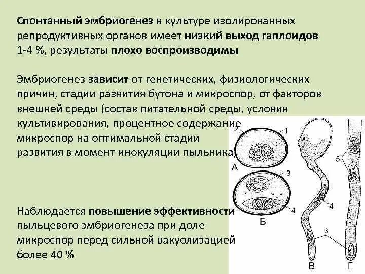 Стадии развития микроспор. Микроспоры. Строение микроспоры. Исследование материала микроспор. В результате какого деления образуются микроспоры