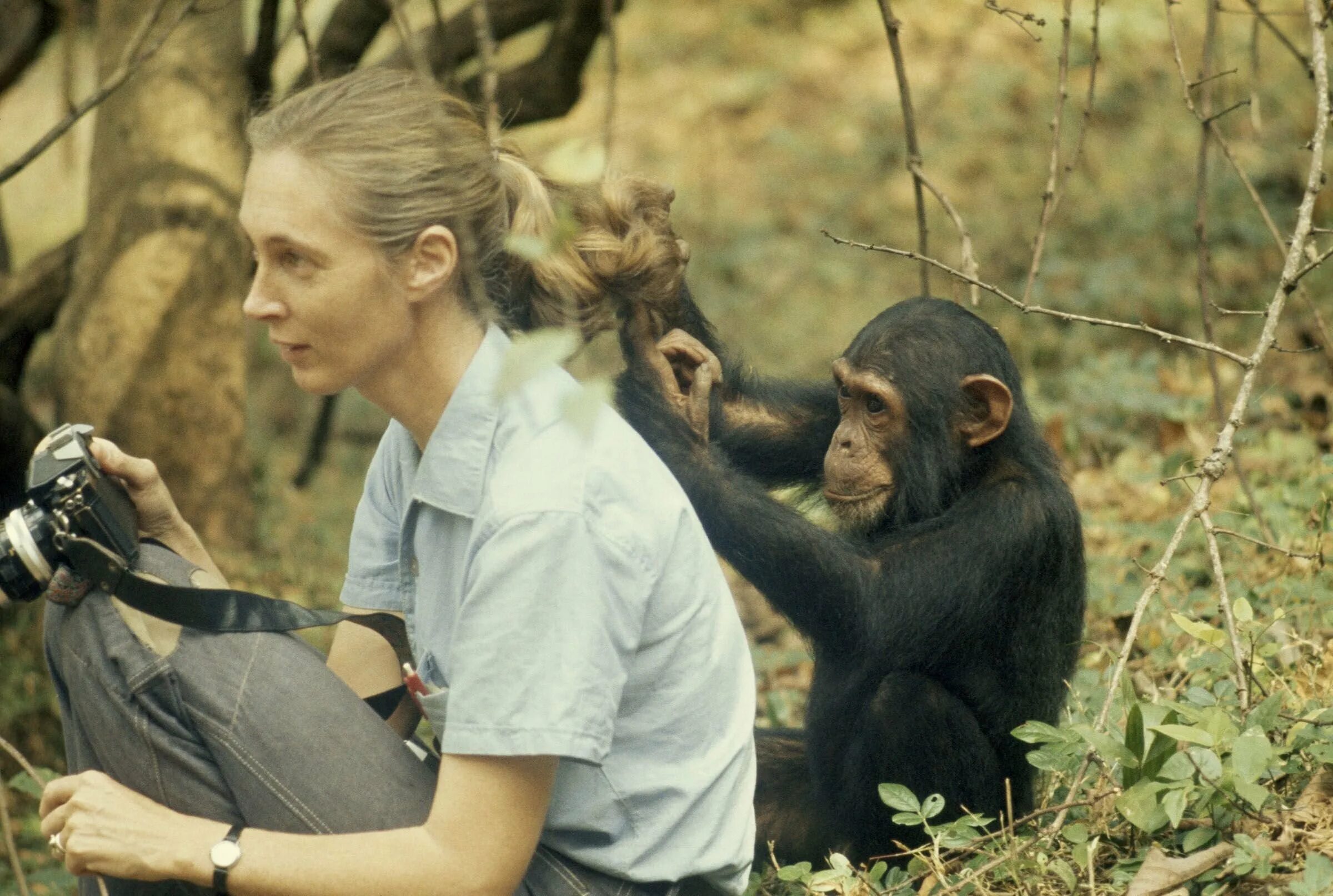 Браки мужчин обезьян. Джейн Гудолл. Приматолог Джейн Гудолл. Джейн Гудолл и шимпанзе. Джонни маймыл Джейн Гудолл.