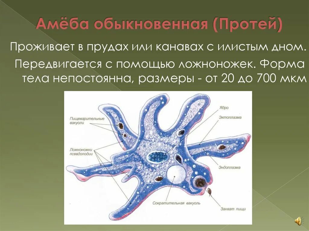 Какой способ характерен для амебы. Строение амебы 7 класс биология. Амеба Протей Amoeba Proteus. Амёба обыкновенная 7 класс биология. Строение амебы протея 7 класс биология.