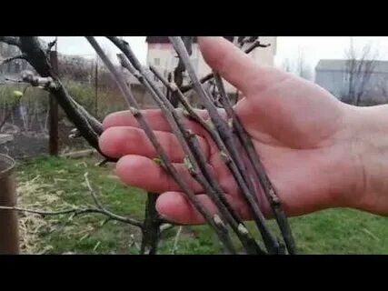 Прививка яблони черенками весной