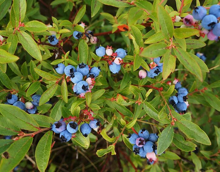 Голубика на английском. Голубика Садовая узколистная. Черника (Vaccinium myrtillus). Голубика Блюэтта.