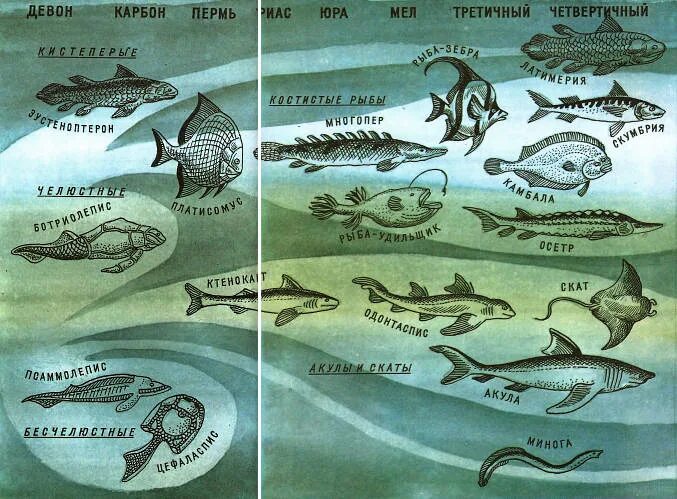 Девон карбон пермь. Девон карбон пермь. Палеозойская эра ордовик. Силур период растения. Карбон животный и растительный мир.
