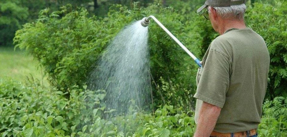 полив комнатных растений. опрыскивание растений. защита растений от вредителей. химическая защита растений. химические средства для борьбы с вредителями.