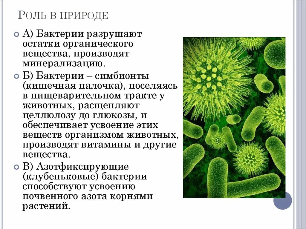 Симбионтом человека является. Бактерии симбионты кишечная палочка. Роль бактерий симбионтов. Роль бактерий в природе. Микроорганизмы симбионты.