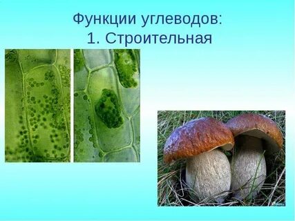 Видеоурок по биологии углеводы