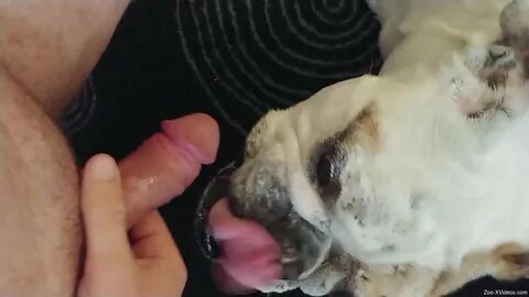 Dog licks man to orgasm