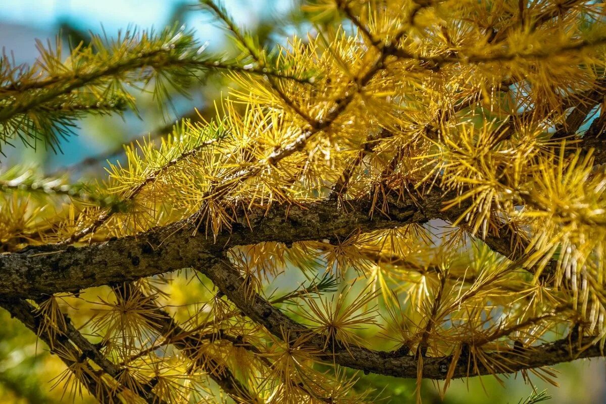 Хвоинки лиственницы. Лиственница Сукачева (Larix sukaczewii). Лиственница Даурская.