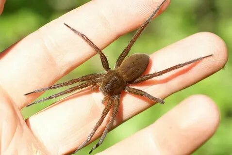 Паук каёмчатый охотник (Dolomedes fimbriatus)