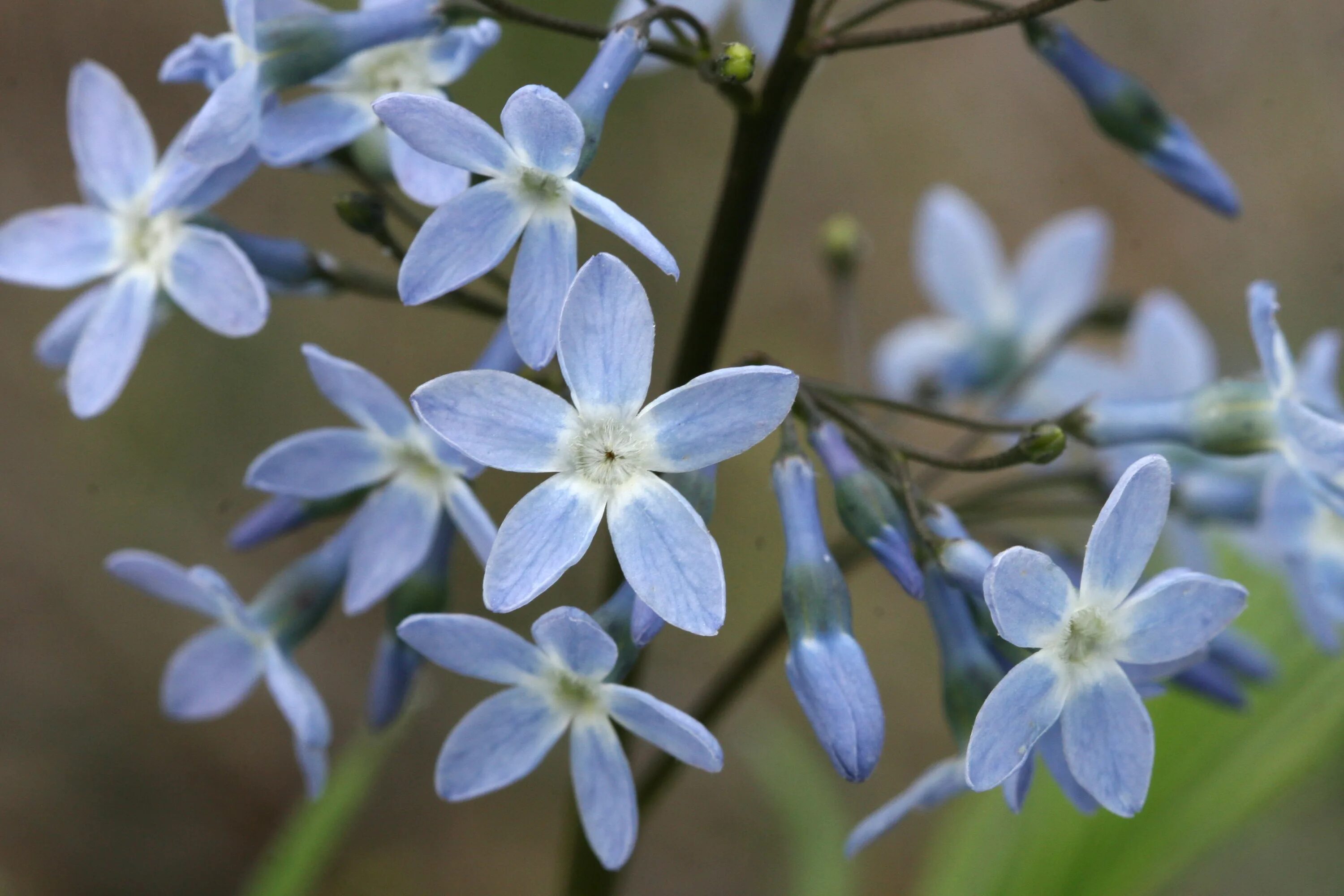 Common plants. Amsonia ciliata. Anemone quinquefolia. Амсония табермонтана. Цветок Северная звезда.