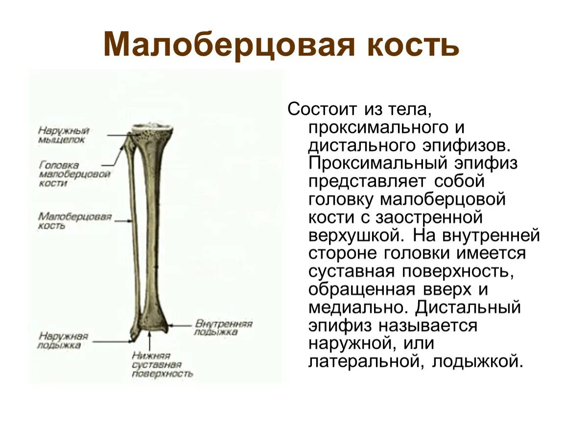 Образована тремя сросшимися костями. Большеберцовая кость анатомия. Дистальный отдел малоберцовой кости. Малая берцовая кость анатомия строение. Малоберцовая кость анатомия строение.