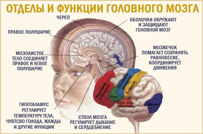 Человек видит мозгом. Головной мозг и сон. Мозг человека во время сна. Воспринимает мозг информацию во сне.