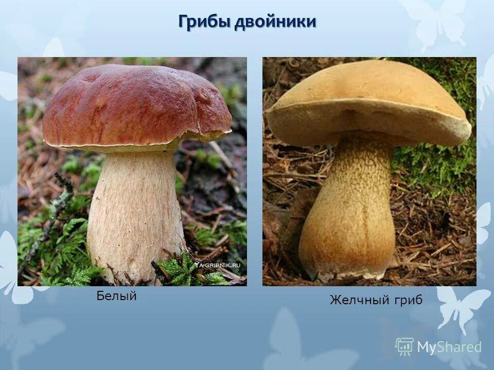 Белый гриб признаки. Ложный Боровик, желчный гриб. Ложный Боровик двойник белого гриба. Горчак, ложный белый гриб. Боровик,желчный гриб,сатанинский гриб.
