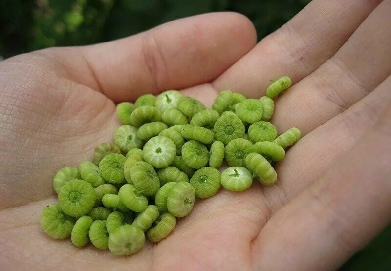 Траву которую кушают. Траву которую кушают