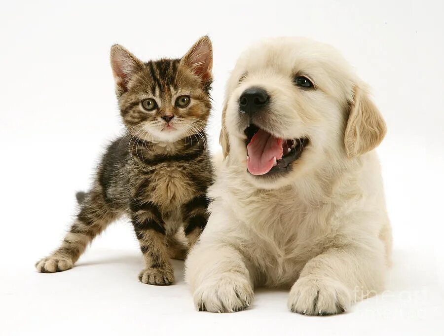 Где кошка собака. Щенок и котенок. Собака и кошка вместе. Щенки и котята вместе. Радостные щенок и котенок.