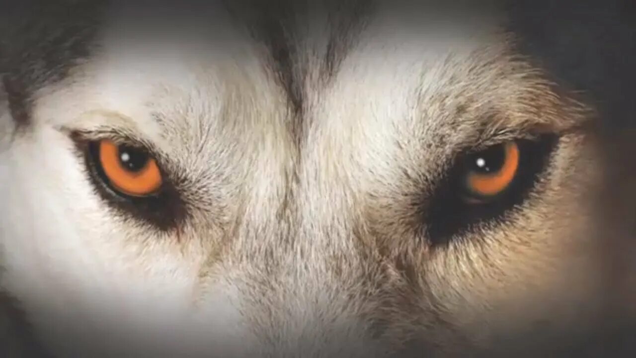 Глаза волка ночью. Глаз волка. Волк с желтыми глазами. Волк с оранжевыми глазами. Страшный взгляд волка.