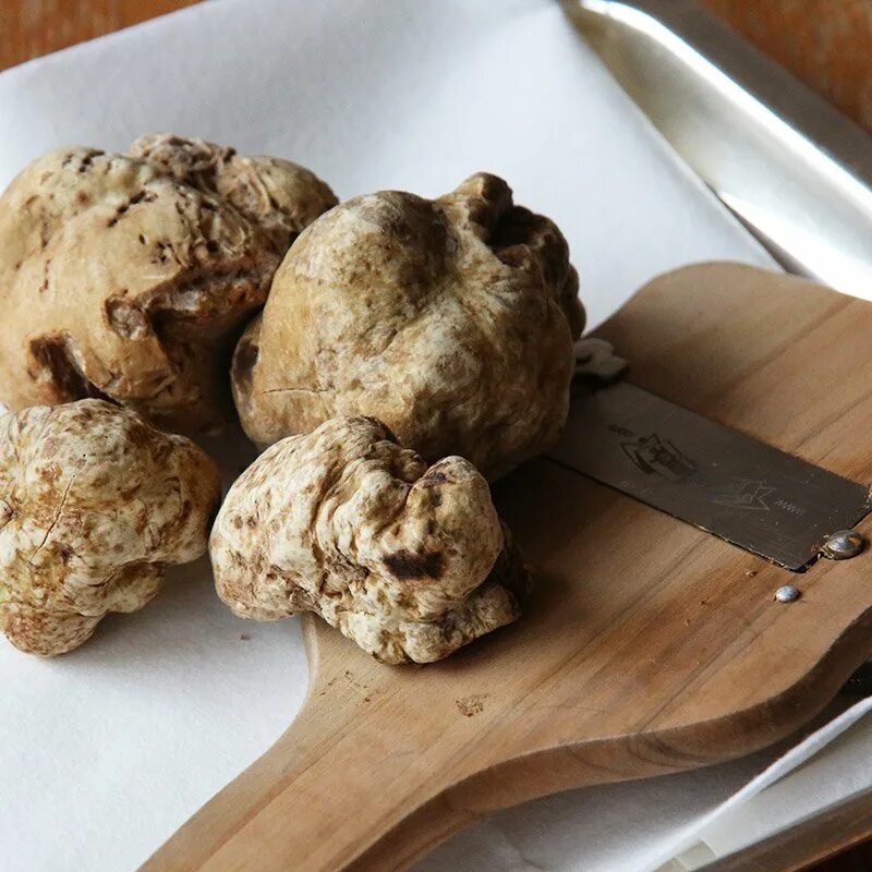 Трюфели как использовать. Tartufo трюфель. земляной гриб трюфель. белый тасманский трюфель. трюфели и белые грибы.