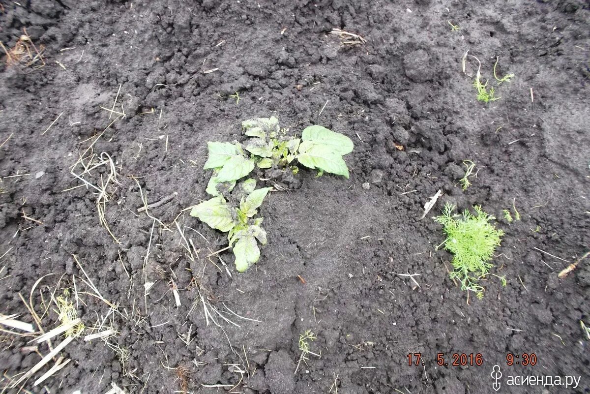 Картофель после мороза. Отойдет ли картошка после мороза. Отойдет ли картошка после мороза. Картофель после заморозков. Ботва картофеля подмерзла.