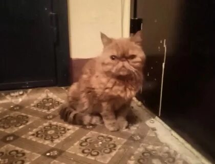 Найденные коты в твери