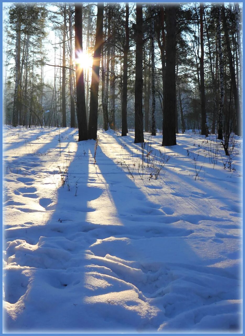 Впр на склоне зимы веселее становится февральский. Зимний лес солнце. Февраль природа. Февральский пейзаж. Зимний Солнечный лес.