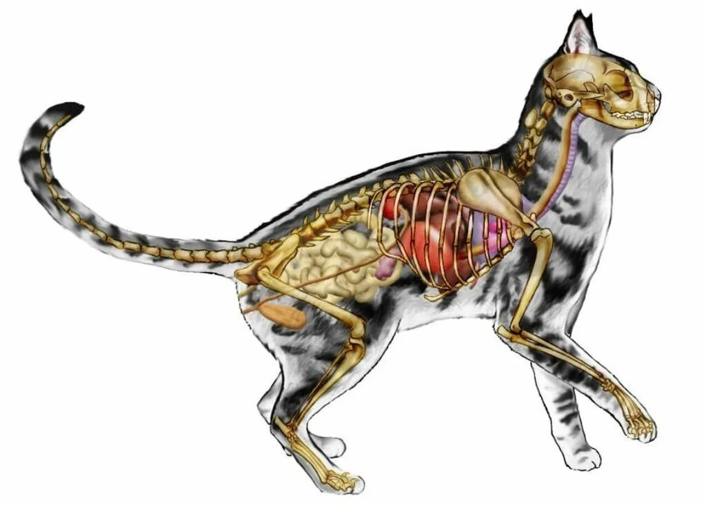 Animal organism. Анатомия кота. Анатомия кошки Ветеринария атлас. Анатомия кошки внутренние органы скелет. Анатомия кошек Ветеринария скелет.