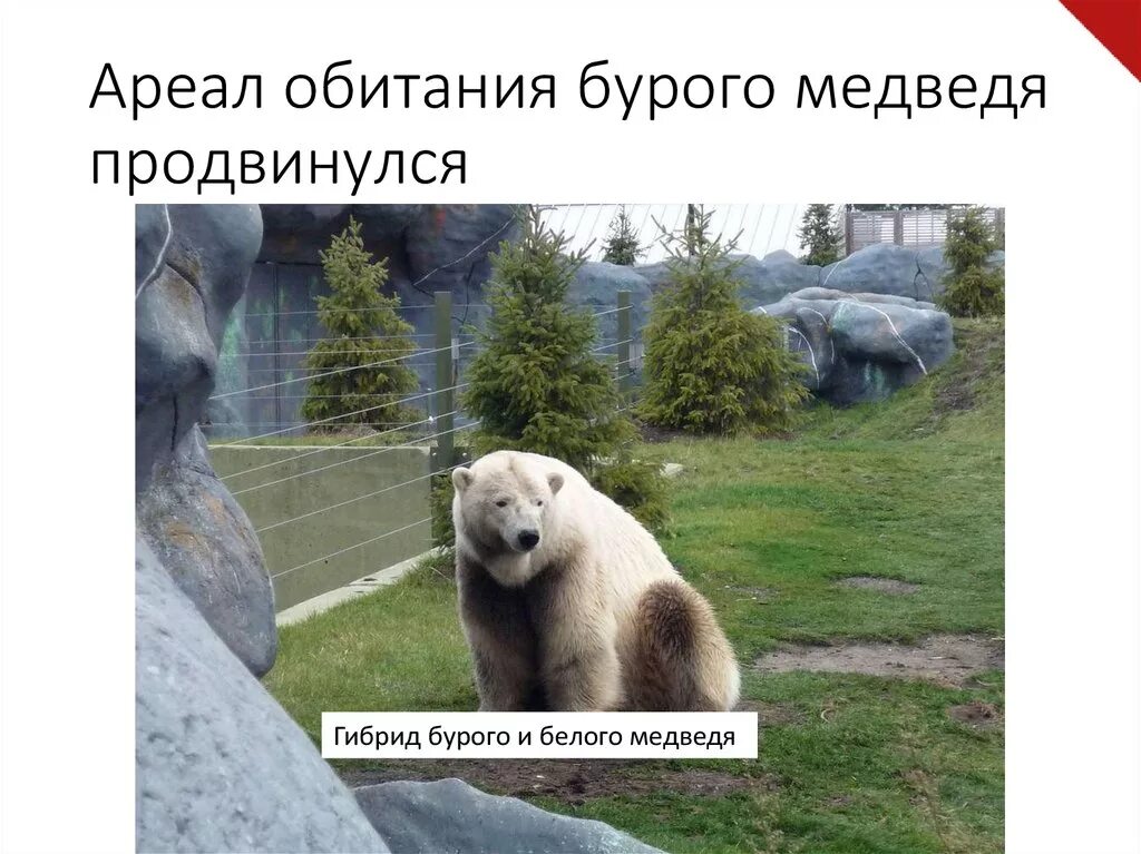 Ареал обитания белых медведей. Среда обитания белого и бурого медведя. ареал бурого и белого медведя. распространение белого медведя и бурого. кавказский медведь ареал обитания.