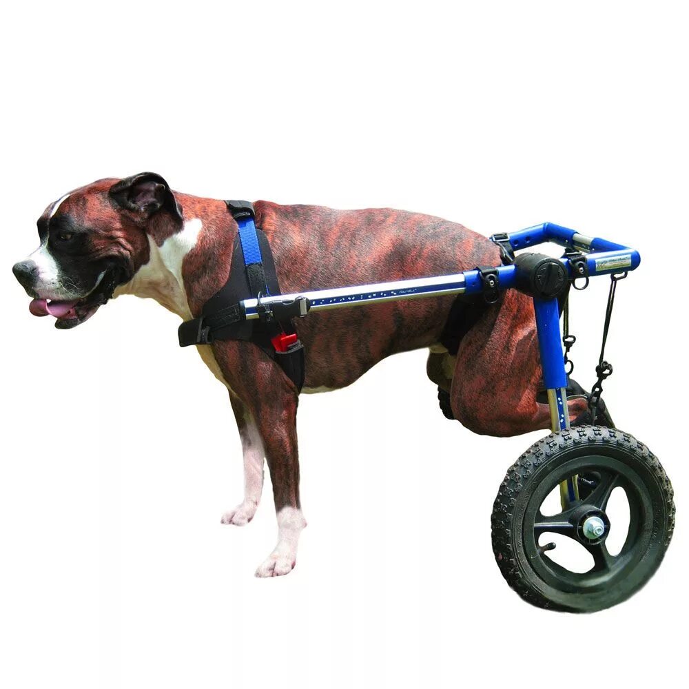 Инвалидная коляска для собак Walkin Wheels. Инвалидные коляски Dog wheelchairs. Коляска для собак Walkin' Wheels. Коляска Triol для собак инвалидов.