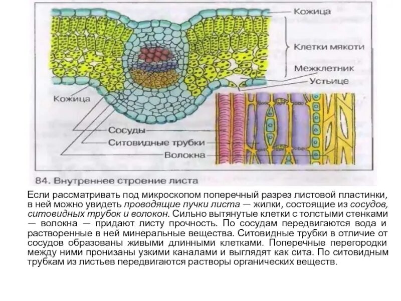 Сильно вытянутые клетки. Клеточное строение листовой пластинки. Клетки кожицы листа. Разрез листовой пластинки. Эпидермис листа строение.