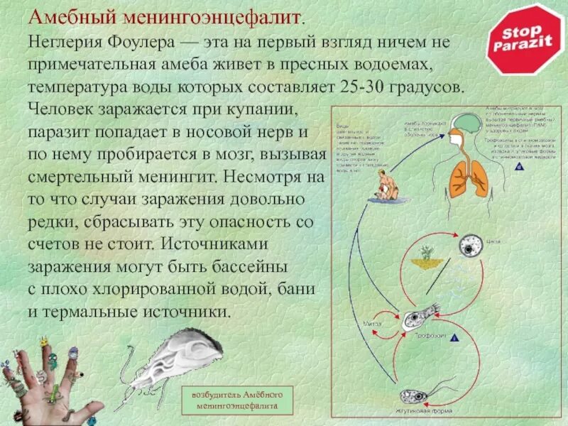 Амеба naegleria где обитает. Неглерия фоулера циста. Амёба неклерия фоулера. Жизненный цикл амебы неглерии. Амеба naegleria где обитает.