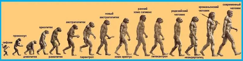 Какой стадии не было в эволюции