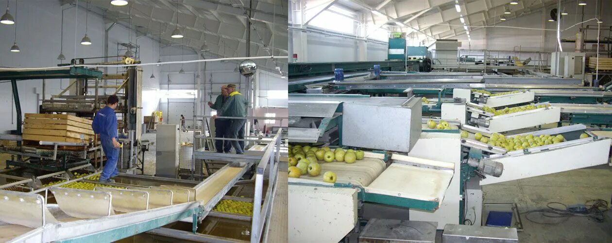 алма продакшн. упаковщик яблок. склад яблок. алма продакшн абинск. Alma production логотип.