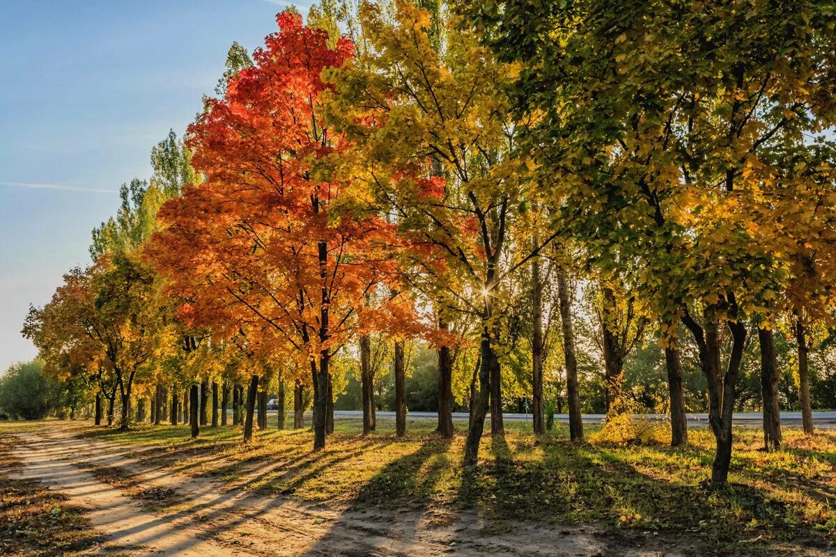 В парк пришла осень. Ранняя осень. Осенняя аллея. Ранняя осень картинки. Ранняя осень в лесу.