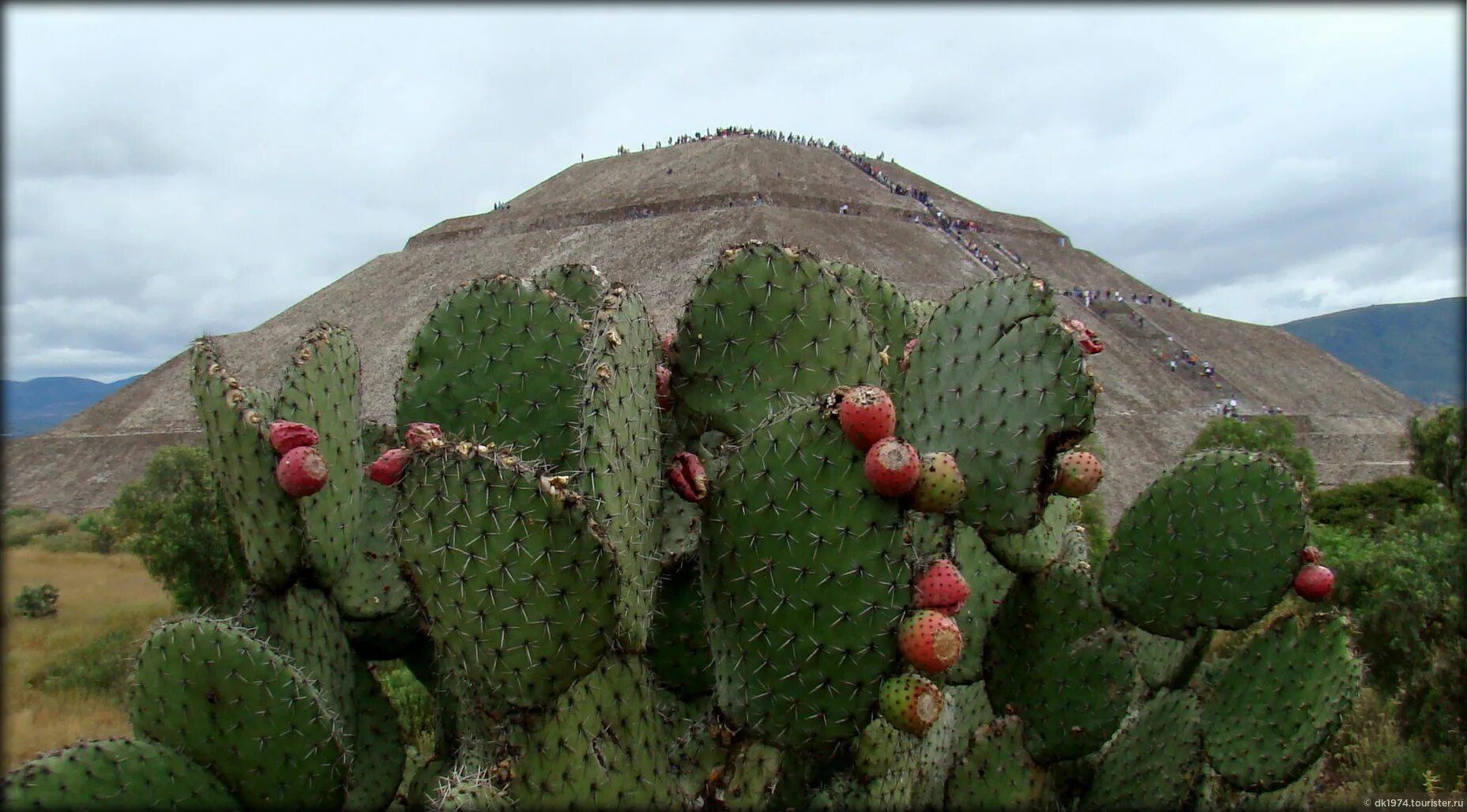 Mexican cactus. Опунция Кактус Мексика. Опунция Северной Америки. Опунция Флора Южной Америки. Опунция древовидная.
