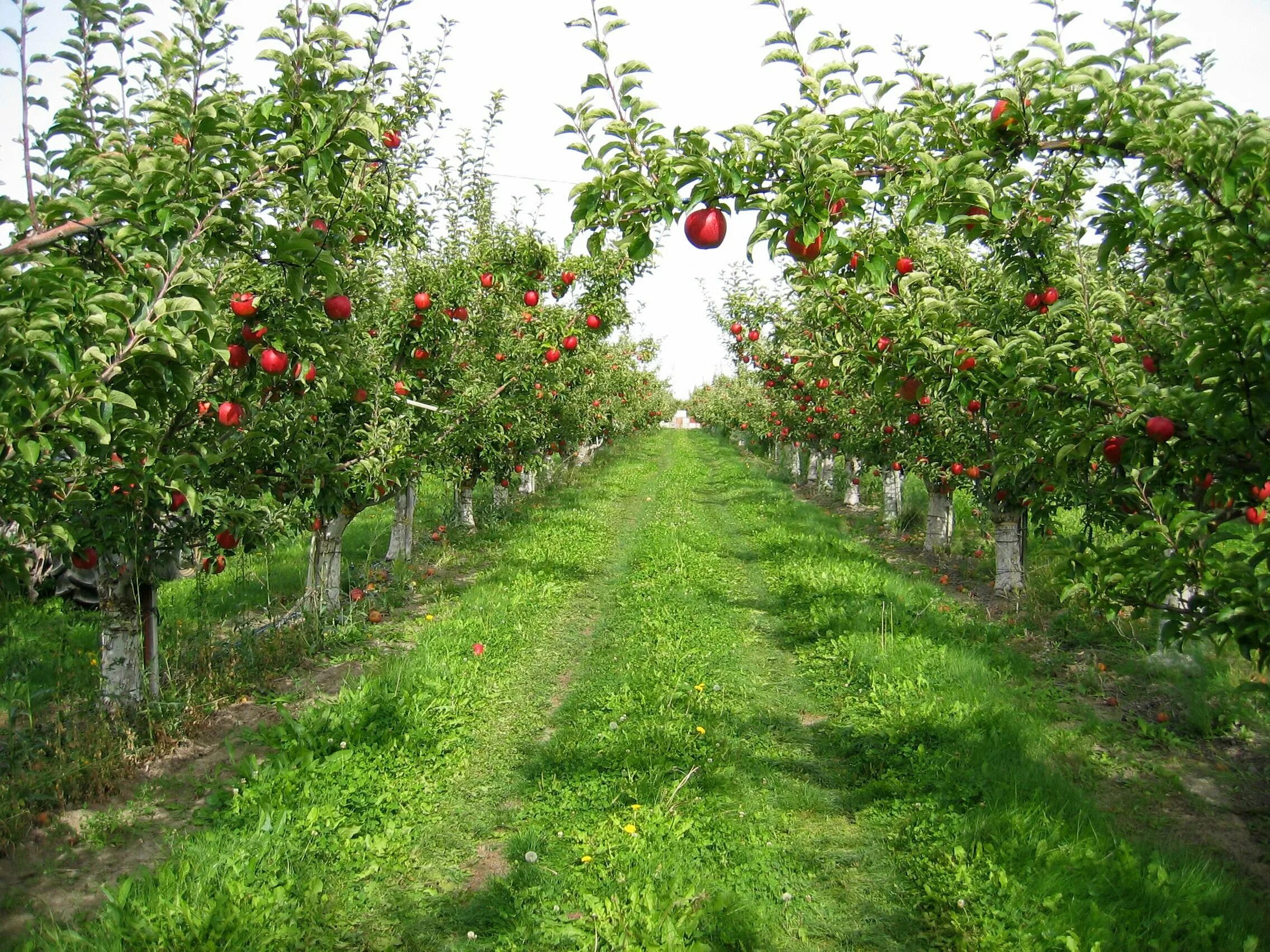 Плодовое парковая. Яблочные плантации Нормандии. Полукарликовые яблони. Яблоня сады Молдавия. Суперинтенсивный Яблоневый сад.
