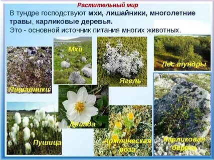 Какие растения и животные обитают в тундре