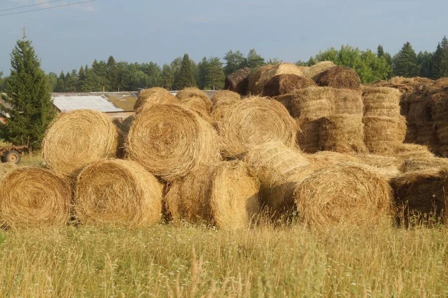 Продажа сена соломы. Сено в рулонах и тюках. Кормушка для тюков сена. Сено в рулонах на поле. Солома в рулонах Жуковский район.