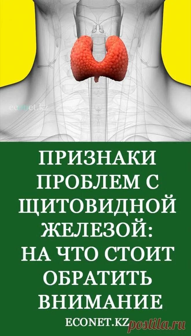 Щитовидная железа тиреомегалия. Проблемы с щитовидной железой. Типография щитовидной железы.