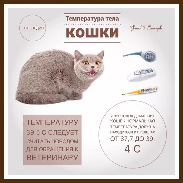 Может ли быть у кошки температура. Температура тела у котов в норме. нормальная температура тела у кота. нормальная температура у котенка 3. нормальная температура у кота 1 год.