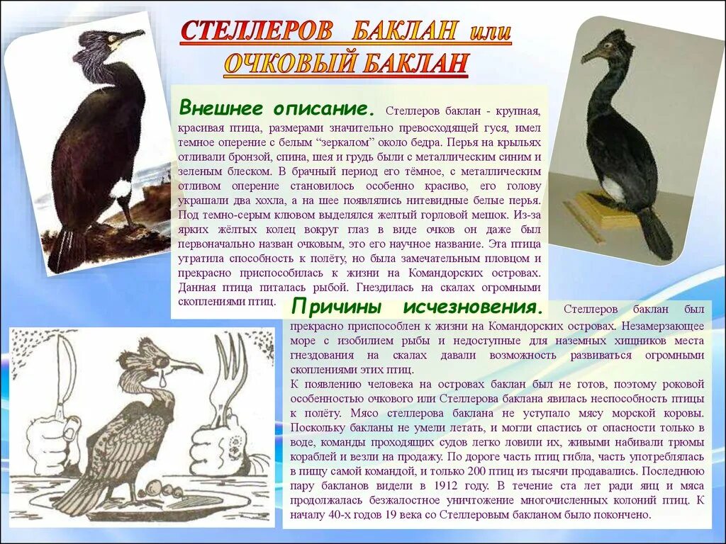 Баклан птица черное море. Описание бакланов. Птицы крыма проект. Интересные факты про бакланов. Описание бакланов.