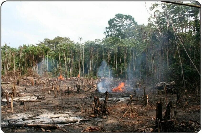 Destroy wildlife. Обезлесение в Индии. Вырубка тропических лесов. Пожары в тропических лесах. Пожары в тропическ х лесах.