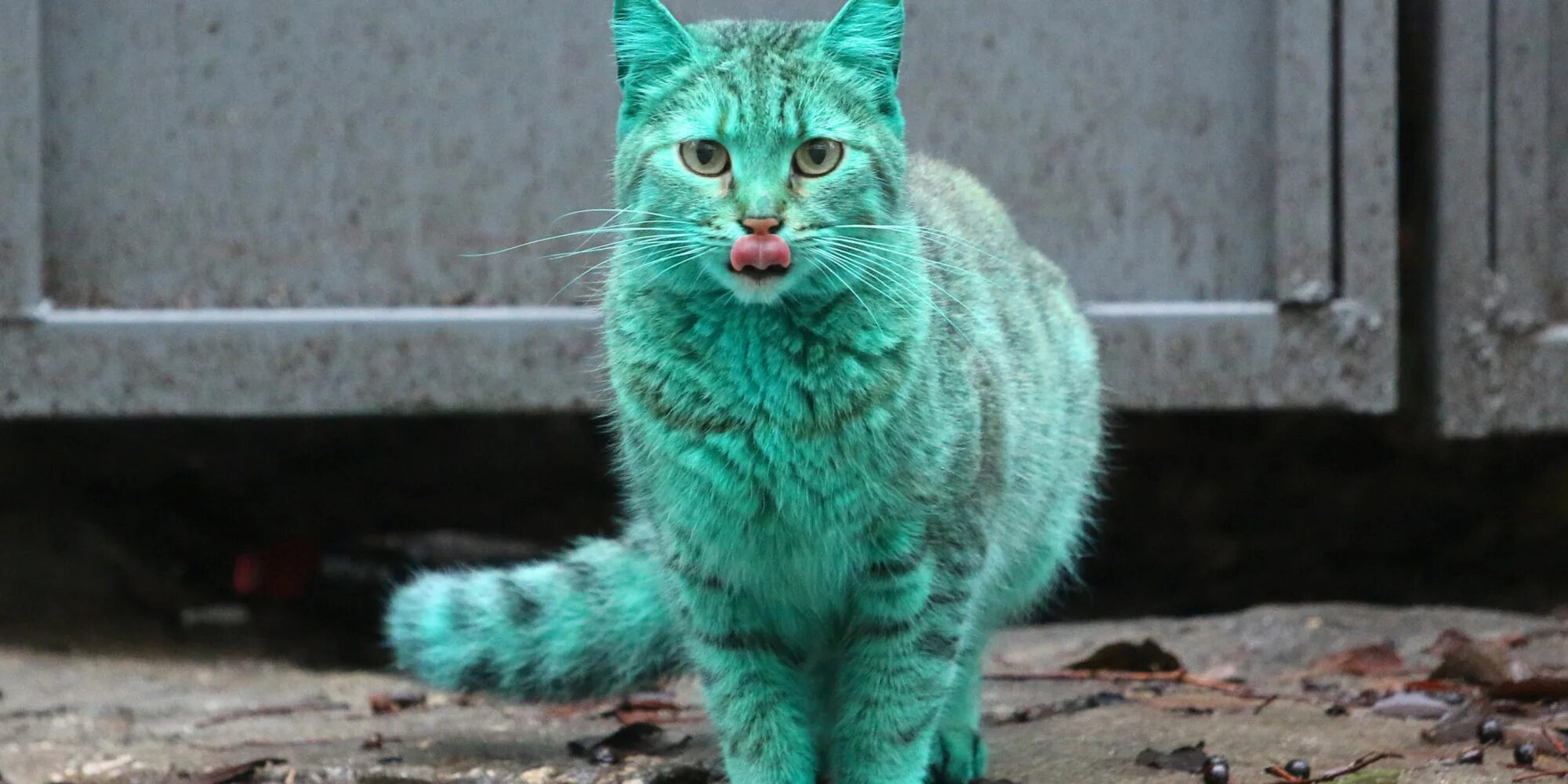 Какие редкие коты