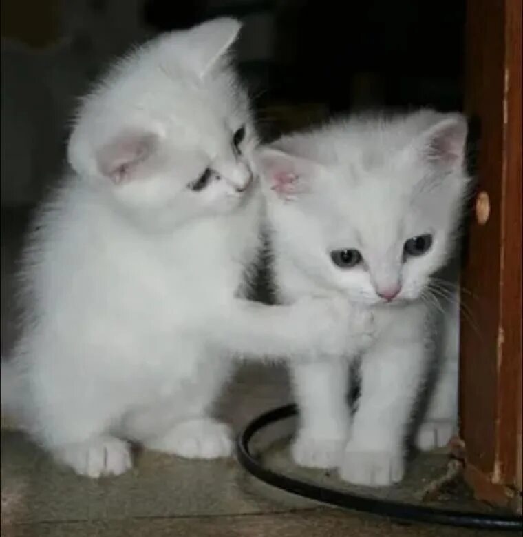 Две белые кошки