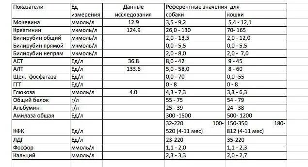 Норма сахара в крови у кошек. Норма сахара в крови у кошек показатели. Глюкоза биохимия крови норма. Уровень сахара в крови у собак норма. Уровень сахара в крови у кота норма.