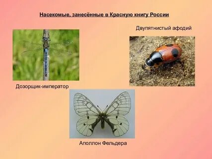 Насекомое какой род
